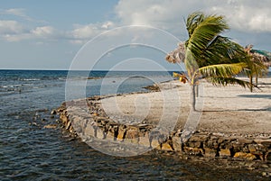 Palm Trees on the Beach