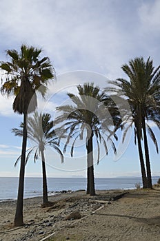 Palm trees on beach