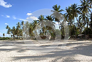 Palm trees on the beach