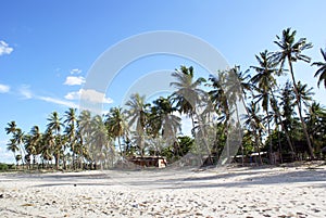 Palm trees on the beach