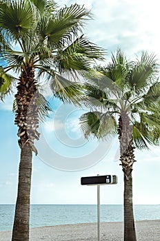 Palm trees on the beach