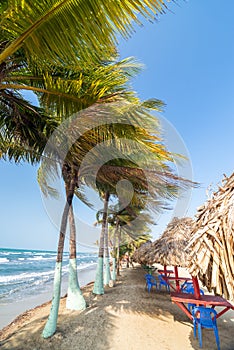 Palm Trees and Beach