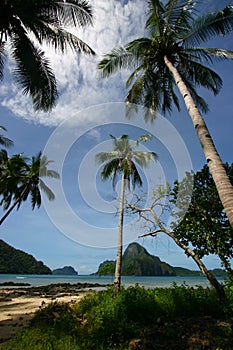 Palm Trees on Beach