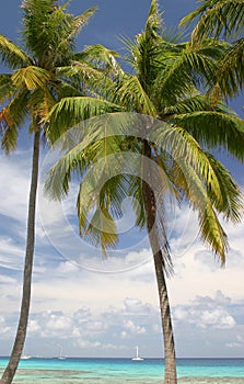 Palm trees on a beach