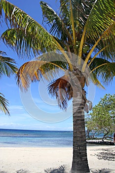 Palm Trees on a Beach