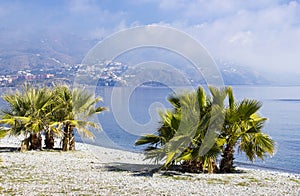 Palm trees on a beach in Almunecar photo
