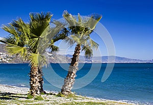 Palm trees on a beach in Almunecar in Andalusia region, Costa del Sol, Spain