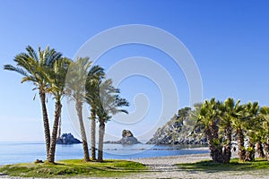 Palm trees on a beach in Almunecar, Andalusia photo
