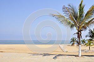 Palm Trees on a Beach in Angola photo