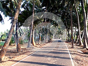 palm trees on the beach, beautiful road side coconut trees. Road side trees view.