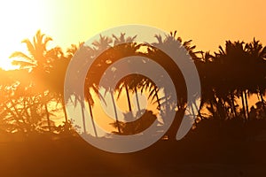 Palm trees on the beach during beautiful sunset