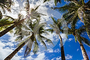Palm trees on a beach with blue sky