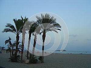 Palm trees on a beach in Carboneras, Almeria