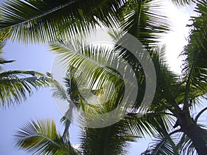 Palm trees beach Carrillo costa rica