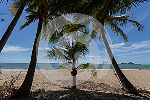 Palm trees on the beach at the day time in the sun