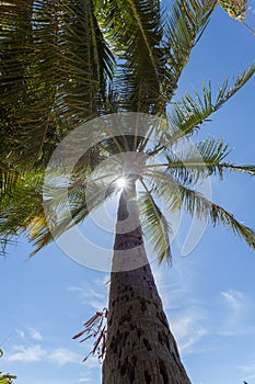 Palm trees on the beach at the day time in the sun