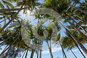 Palm trees on the beach at the day time in the sun