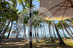 Palm trees on the beach at the day time in the sun