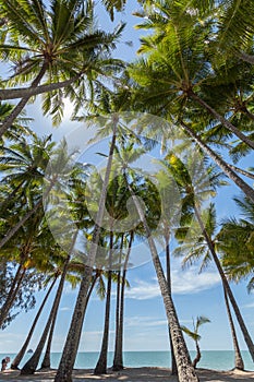 Palm trees on the beach at the day time in the sun