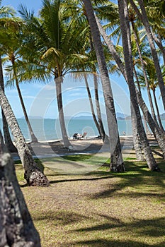 Palm trees on the beach at the day time in the sun