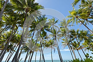 Palm trees on the beach at the day time in the sun