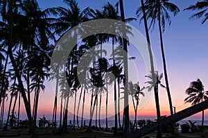 Palm trees at beach at dusk