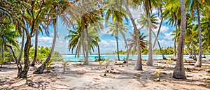 Palm trees on the beach of Fakarava, French Polynesia. Panorama landscape. photo