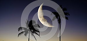 Palm Trees on Beach in Hawaii with Moon in Sky