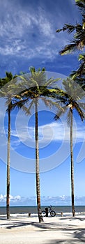 Palm trees on the beach of Ilha Atalaia, Canavieiras, Bahia,  Brazil, South America
