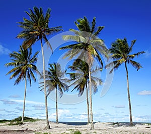 Palm trees on the beach of Ilha Atalaia, Canavieiras, Bahia,  Brazil, South America