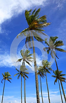 Palm trees on the beach of Ilha Atalaia, Canavieiras, Bahia, Brazil, South America