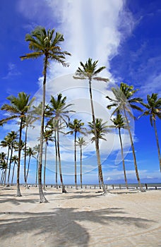 Palm trees on the beach of Ilha Atalaia, Canavieiras, Bahia, Brazil, South America