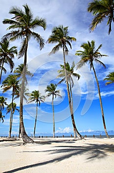Palm trees on the beach, Praia da Costa, Canavieiras, Bahia, Brazil, South America