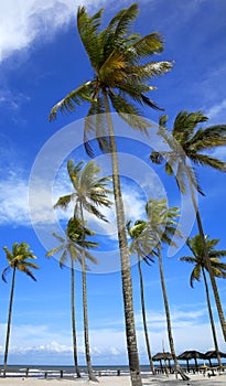 Palm trees on the beach of Ilha Atalaia, Praia da Costa, Canavieiras, Bahia,  Brazil photo