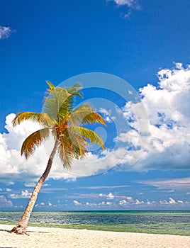 Palm trees on the beach ion Key West Florida photo