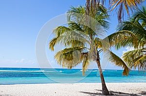 Palm trees on the beach of Isla Saona photo