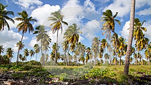 Palm trees on the beach of Isla Saona photo