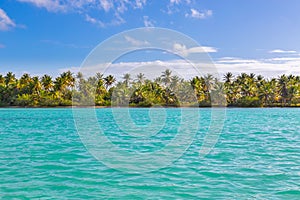Palm trees on the beach of Isla Saona