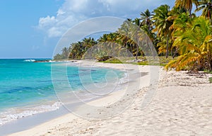 Palm trees on the beach of Isla Saona