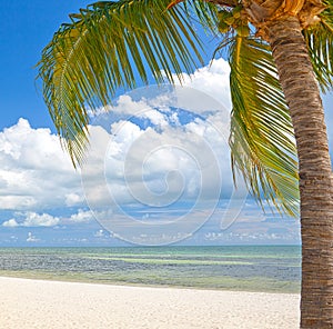 Palm trees on the beach on Key West Florida