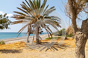 Palm trees at the beach of Kiotari on Rhodes island, Greece