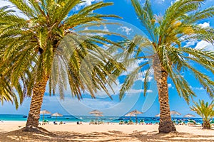 Palm trees on the beach in Las Teresitas of Tenerife