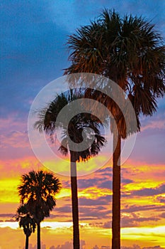 Palm Trees on Beach at Night