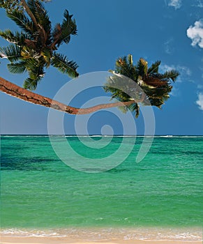 Palm trees beach of paradise lagoon .