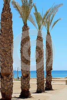 Palm trees on the beach