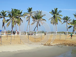 Palm trees on the Beach photo