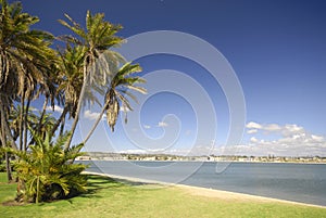 Palm trees at the beach in San Diego