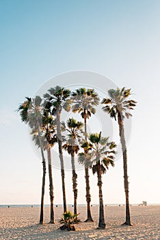 Palm trees on the beach in Santa Monica, Los Angeles, California photo