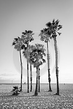Palm trees on the beach in Santa Monica, Los Angeles, California photo