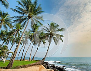 palm trees on the beach by the sea